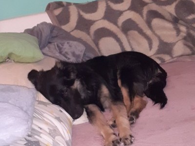 Help Buddie stay alive