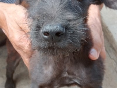 Help this loving Dog for his medication