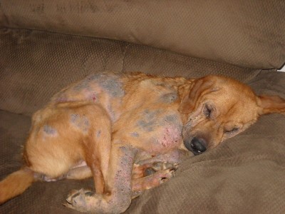 Help animals