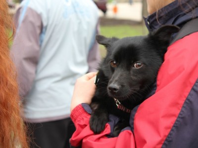 Animal House Shelter