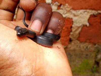 Save reptiles and protect their future