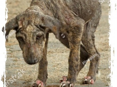 Please let's save her life