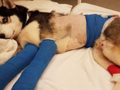 Puppy fighting for life