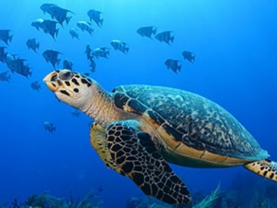 Turtle conservative