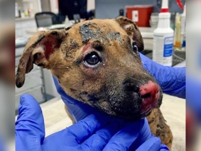 Save a little puppy