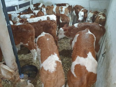 Ferma de animale