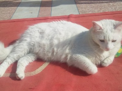 Need money for cats and dogs shelter
