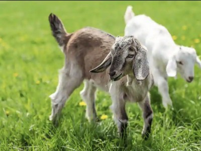 Feed the animals at Genu Care Farm