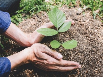let's reforest the world!