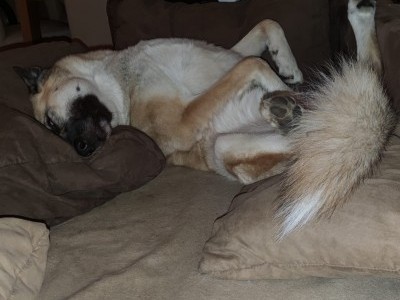 Operation of his left legs ligament.