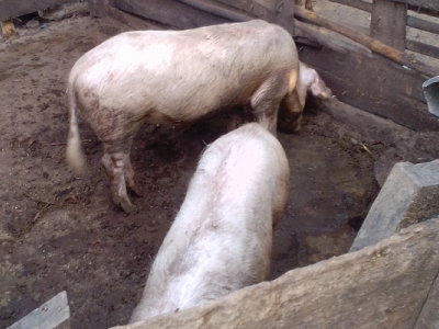 Help our farm pigs to get good housing