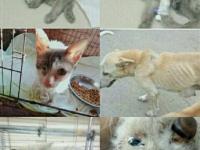 animal shelter