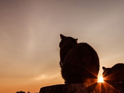 Let's Save The Cats