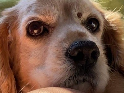 Help me raise money for his surgeries