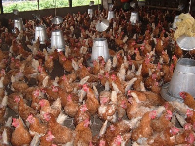 Animal farm