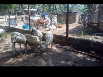 Provide feed and water for starving animals