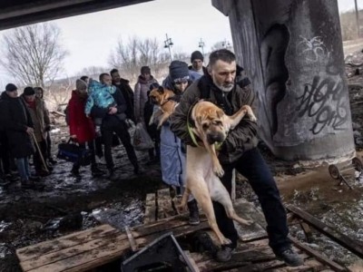 HELP ANIMALS