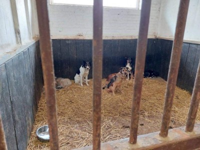 Help animals in Ukraine together