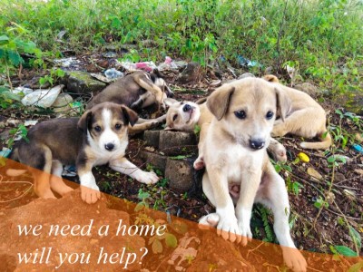 Home for the dogs