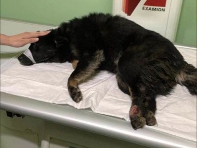My doggy got run over by a car.