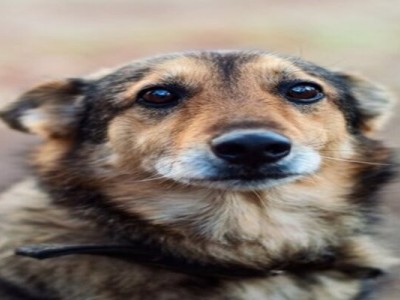 HELP ME FEED HOMELESS (STRAY) DOGS