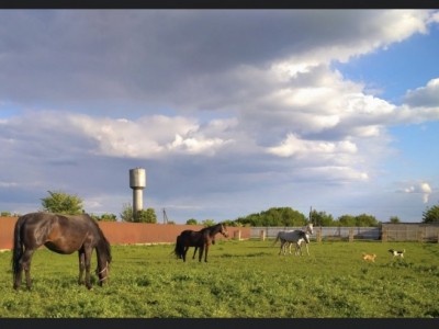 Food for horses in Ukraine