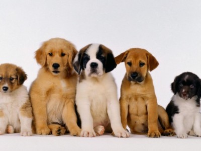 Save the dogs