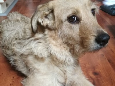 Help me have my dog back!