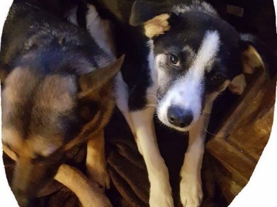 Support animals in Syria