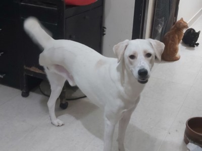 Help my baby to fly to Canada before June