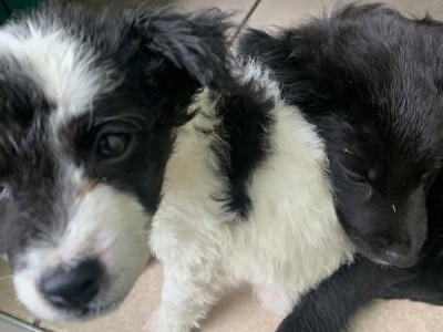 Saving two abandoned puppies