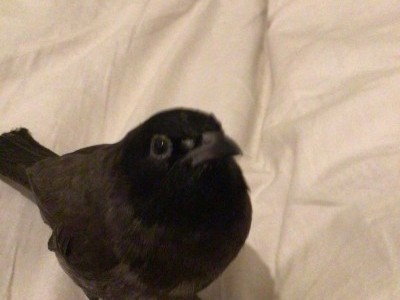 Help me do his nose surgery to keep him alive