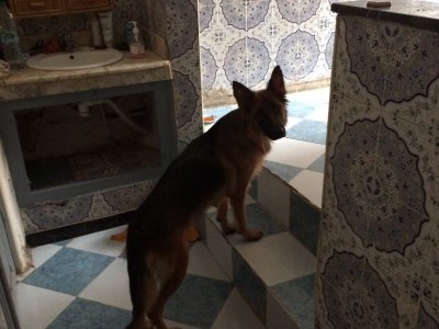 Animal shelter