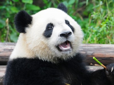 Help for pandas