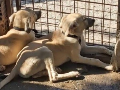 Help To The shelter plz!