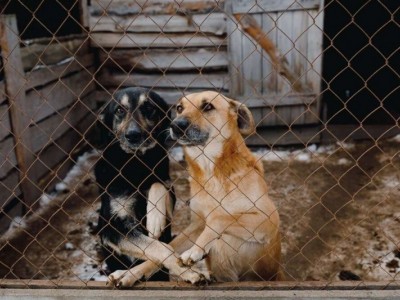 Help the animals in war