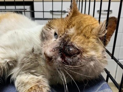 Please help this poor cat