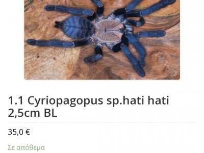 help me get my dream pet