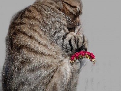 Cat rescue services