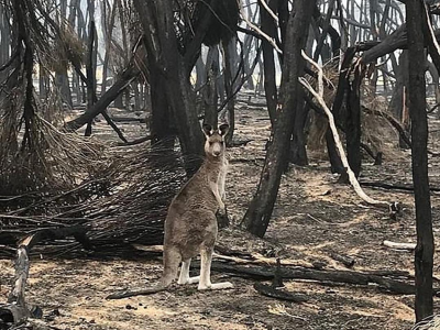 Kangaroo Island temporary shelter rescue