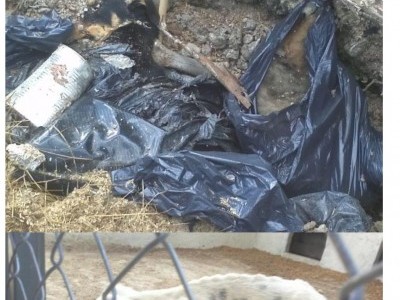 Save dogs