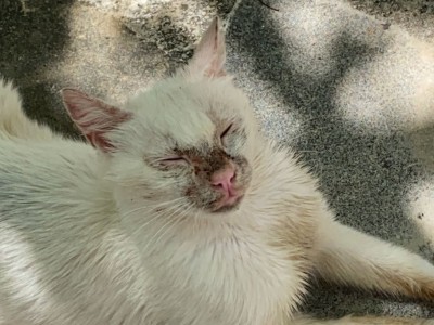 Help Me Take These Cats To The Vet