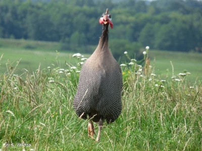 Breeding guinea fowls to help women