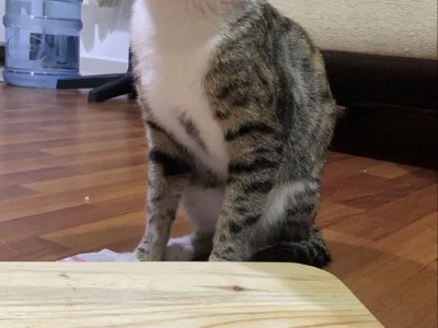 Fund me to buy medicine for my cat