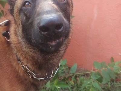 STRAY DOG FEEDING PROGRAM