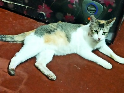 Shelter for Stray Cats and Dogs