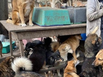 Chance to live for dogs from Ukraine