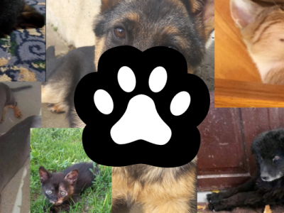 Help save the stray animals of golubinci