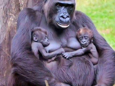 Protecting of Silver Back Mt.Gorillas