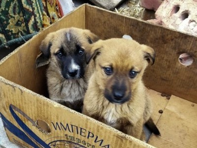 Help for war-affected pets